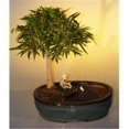 thumbnail image 1 of Bonsai Boy e2787 Willow Leaf Ficus Bonsai Tree with Land & Water Pot - Ficus Nerifolia & Salisafolia - Medium, 1 of 1