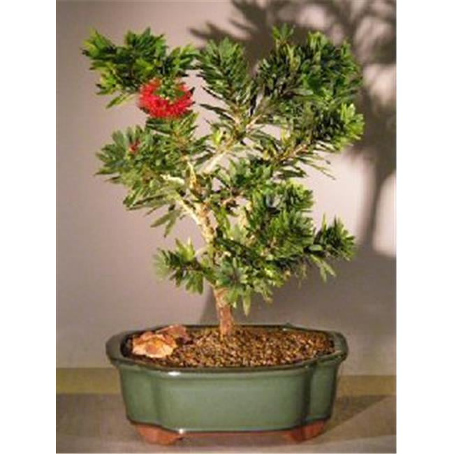 Bonsai Boy e3005 Little John Flowering Bottlebrush - Callistemon Citrinus - Medium