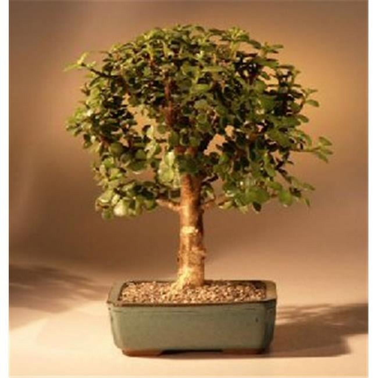 Baby Jade Bonsai Tree with Ceramic Pot Starter Kit