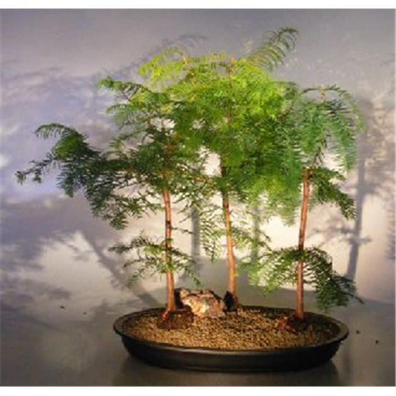 indoor money tree plant Money Tree – Tipton & Hurst main image 1