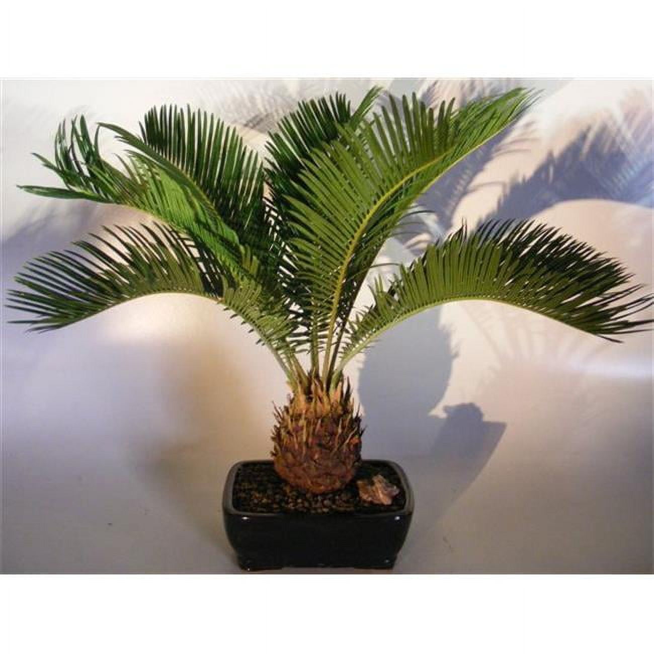 Bonsai Boy e3162 Sago Palm Bonsai Tree - Cycas Revoluta - Walmart.com