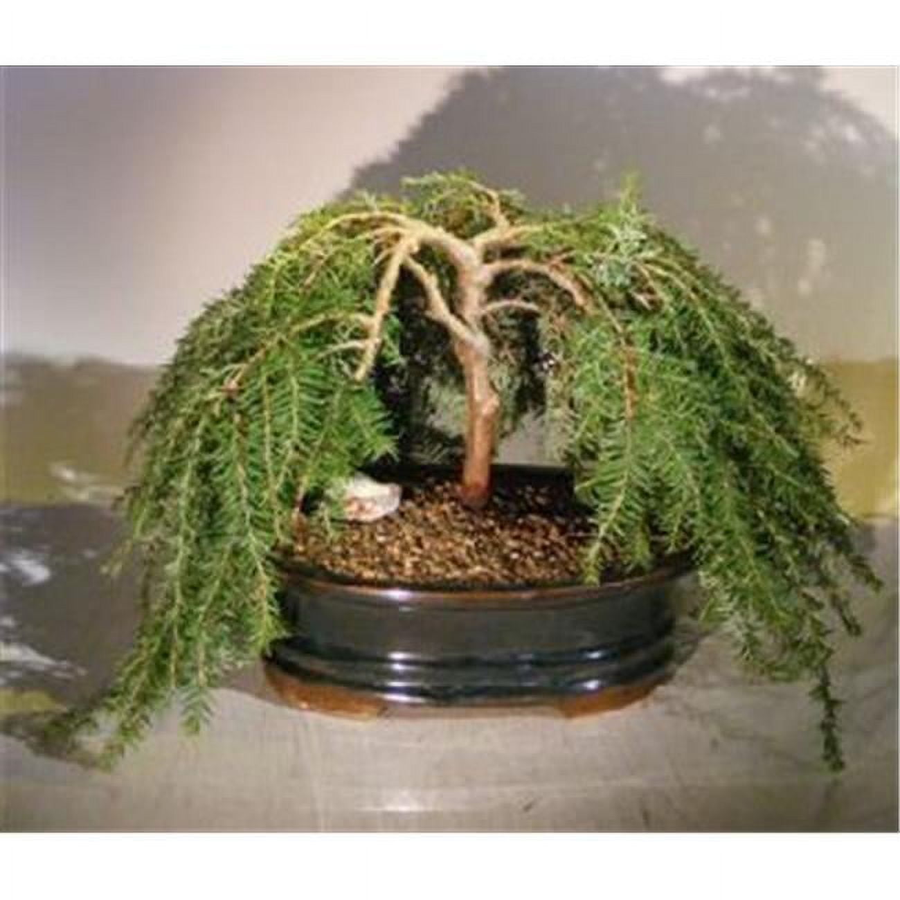 Bonsai Boy e3163 Dwarf Weeping Hemlock Bonsai Tree - Tsuga Canadensis Coles  Prostmate - Walmart.com