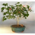 thumbnail image 1 of Bonsai Boy e3338 Flowering Dwarf Sleeping Hibiscus Bonsai Tree - Malvaviscus Alboretus Compactus, 1 of 1