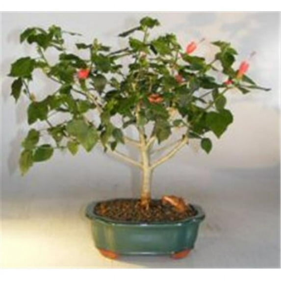 Bonsai Boy e3338 Flowering Dwarf Sleeping Hibiscus Bonsai Tree - Malvaviscus Alboretus Compactus