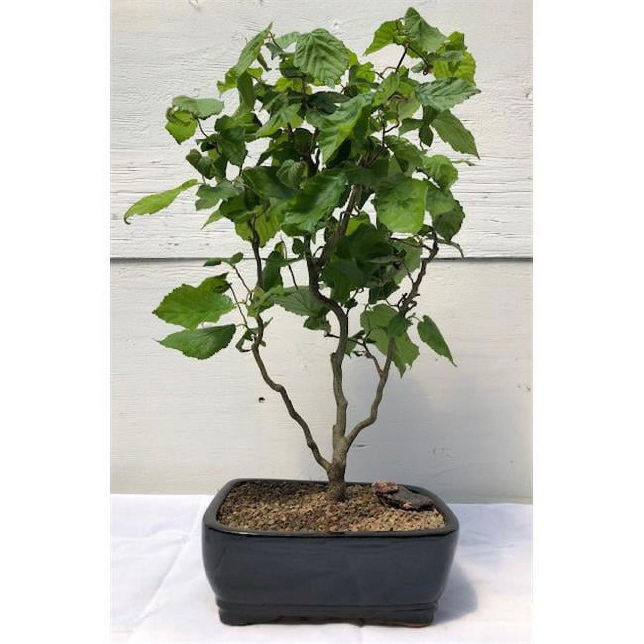 Bonsai Boy e3363 Walking Stick Bonsai Tree - Corylus Avellana Contorta