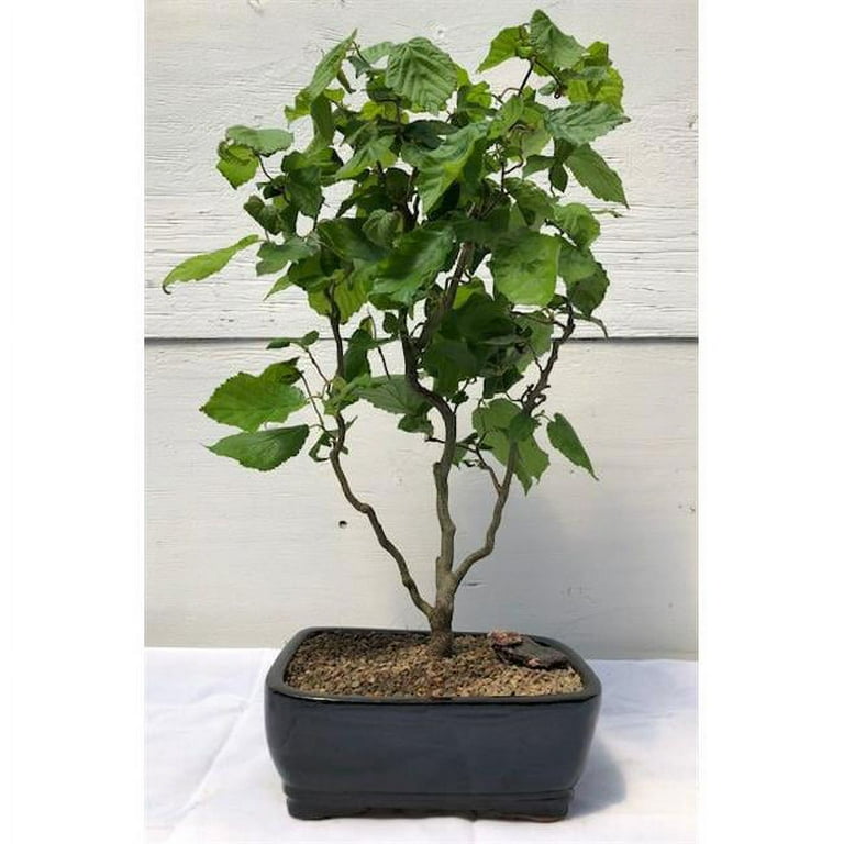 bonsai herbstdünger Bonsai-Dünger online kaufen – Urbangreen