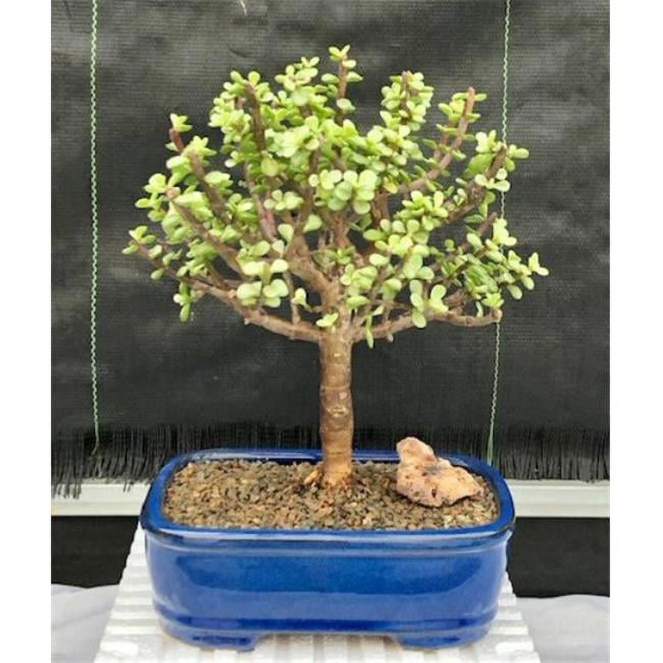 Bonsai Boy of New York Portulacaria Afra Variegata Aged & Variegated Baby Jade Bonsai Tree
