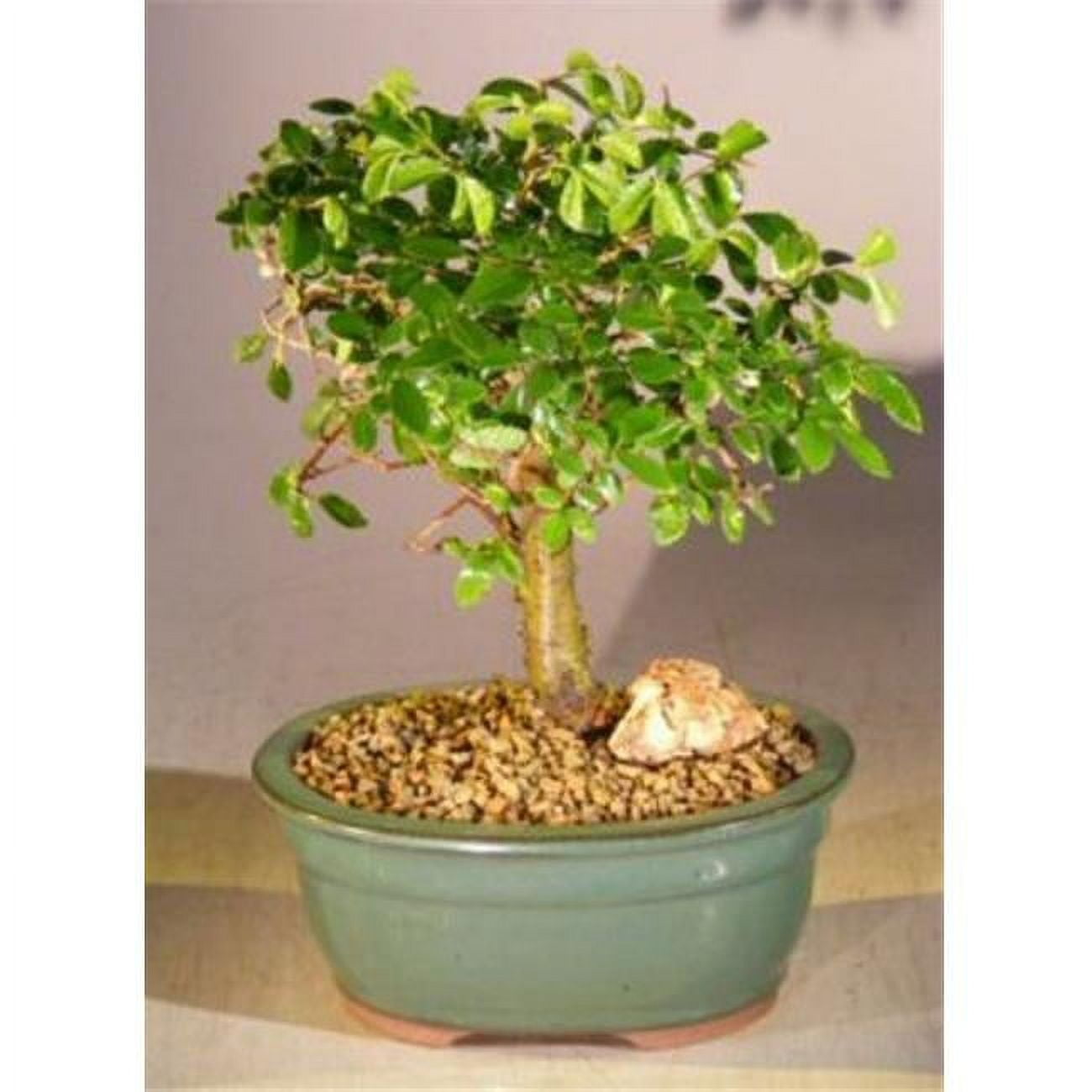 Bonsai Boy of New York Straight Trunk Style Aged Ulmus Parvifolia