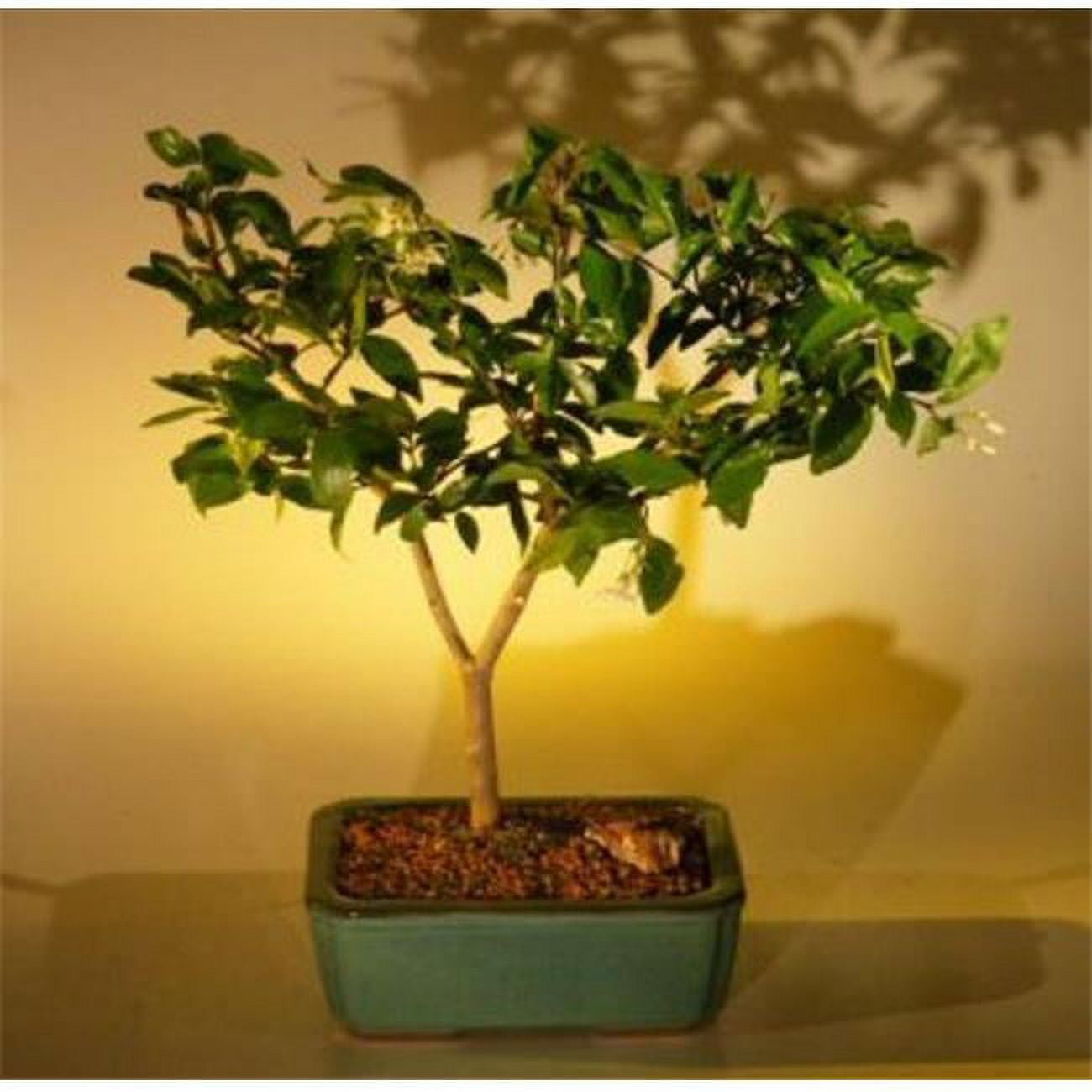 Bonsai Boy of New York Wrightia Religiosa Flowering Water Jasmine