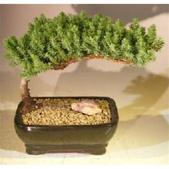 Bonsai Boy of New York a1002 Juniper Procumbens Nana Juniper Bonsai Tree, Medium