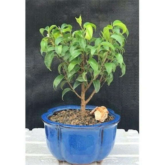 Bonsai Boy of New York b1166 Ficus Benjamina Ficus Too Little Bonsai Tree, Small