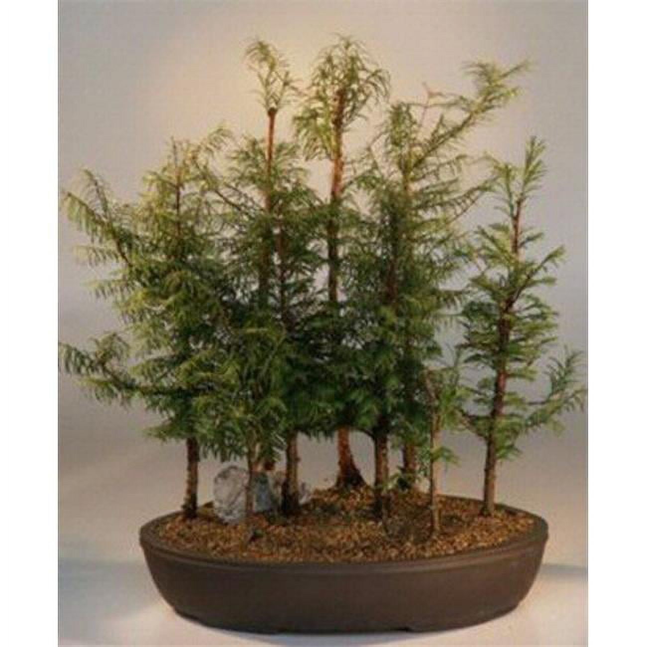 Bonsai Boy of New York c2038 24 x 21 x 21 in. Metasequoia Glyptostrobides Forest Group Dawn