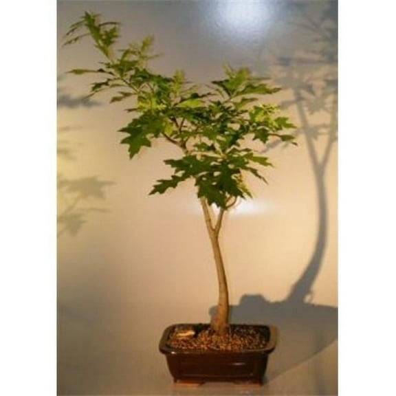 Bonsai Boy of New York e2400 Quercus Palustris Pin Oak Bonsai Tree