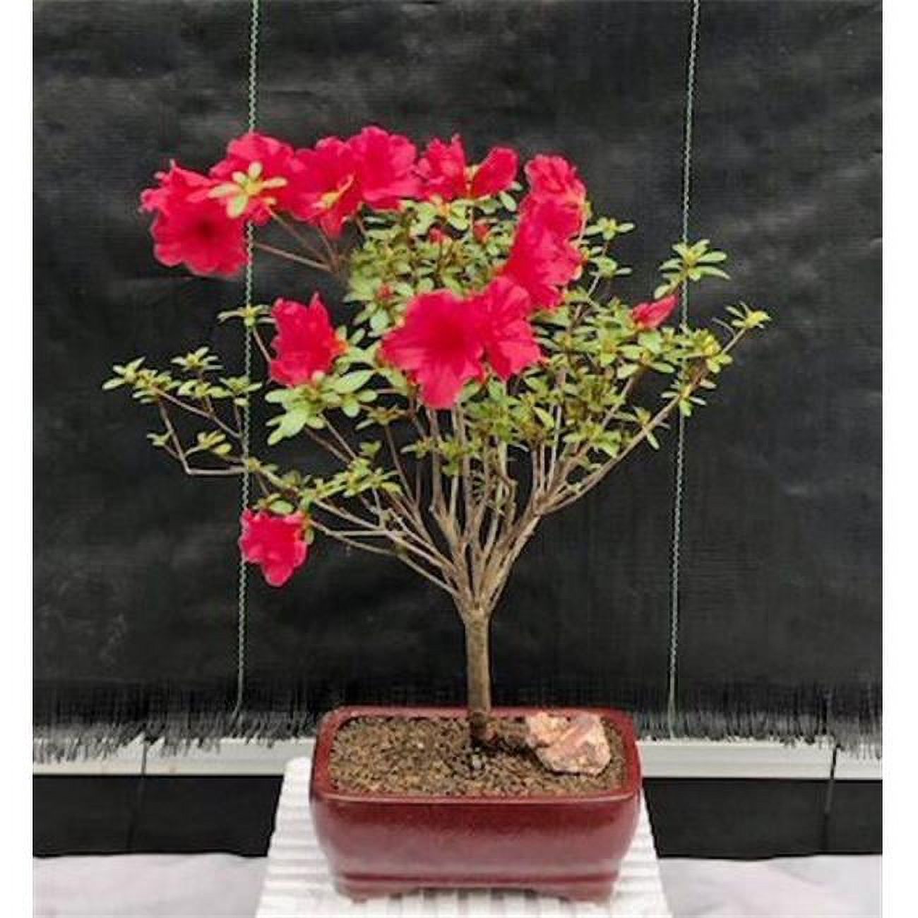 Bonsai Boy of New York e2921 Rhododendron Red Vivid Flowering Tropical