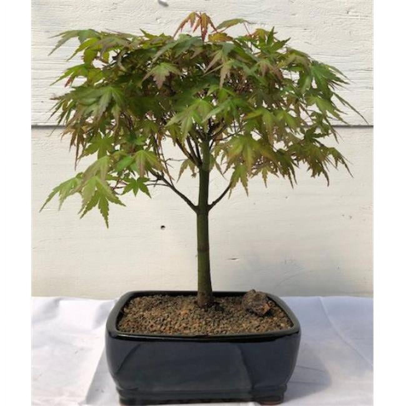 Bonsai Boy of New York e2944 Acer Palmatum Japanese Green Maple Bonsai Tree, Large