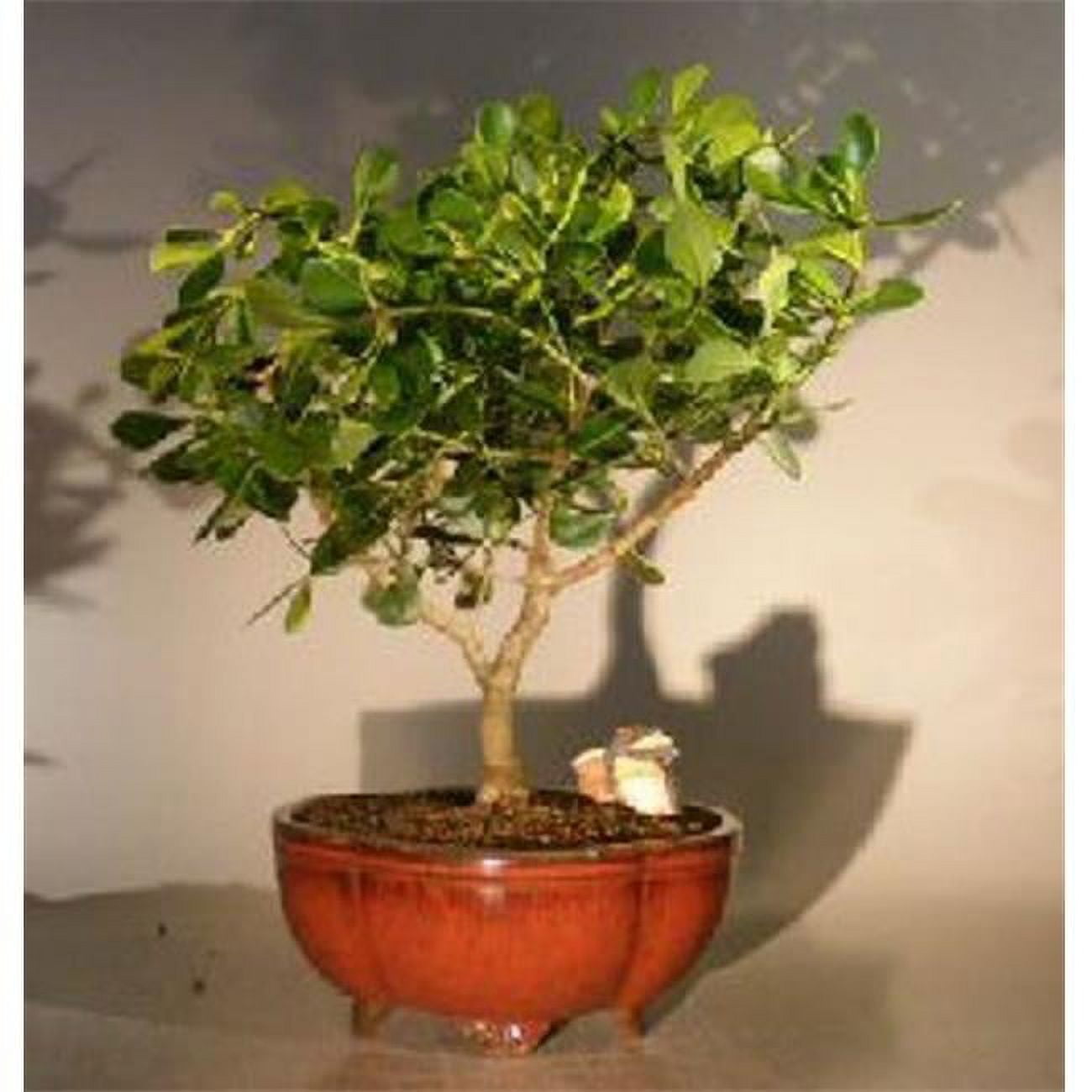 brasil philodendron toxic Philodendron brasil 8" Pot / White / Without Pot