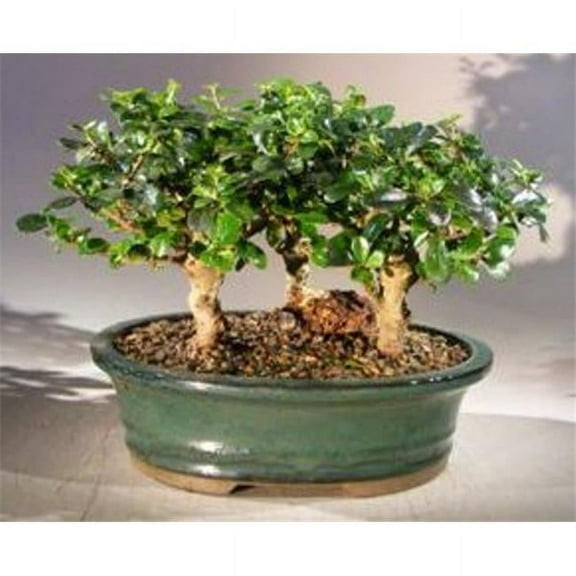 Bonsai Boy of New York e3331 Three Tree Forest Group Upright Aged Ehretia Microphylla Flowering Fukien Tea Bonsai Tree