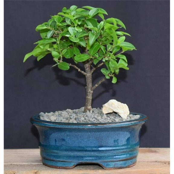 Bonsai Boy of York d1301 Barbados Cherry Bonsai Tree - Small - Malpighia Pendiculata
