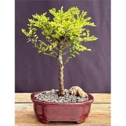 Bonsai Boy of York c2072 Chinese Elm Bonsai Tree - Small - Ulmus Parvifolia Seiju