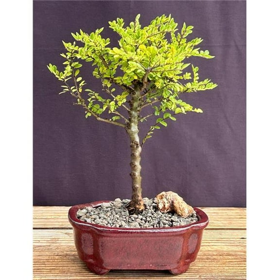 Bonsai Boy of York c2072 Chinese Elm Bonsai Tree - Small - Ulmus Parvifolia Seiju
