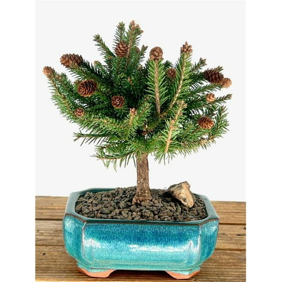 Bonsai Boy of York e3303 Dwarf Norway Spruce Bonsai Tree - Picea Abies Pusch