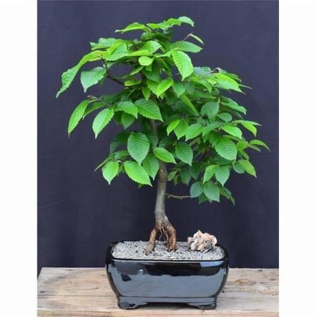 Bonsai Boy of York c2069 European Hornbeam Bonsai Tree - Large - Carpinus Betulus