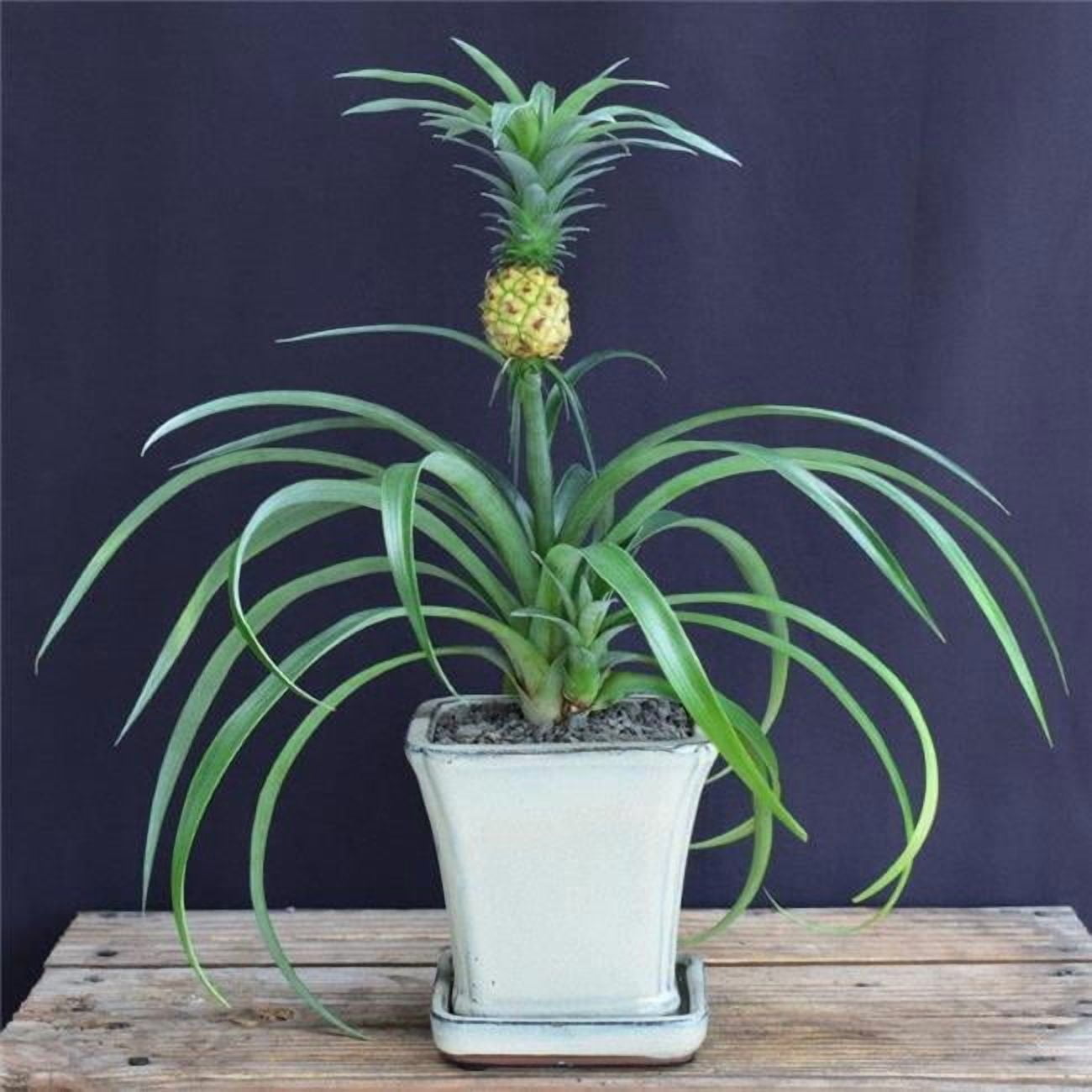 Bonsai Boy of York b2080 Flowering & Fruiting Pineapple Bonsai Tree -  Medium - Ananas Nana - Walmart.com