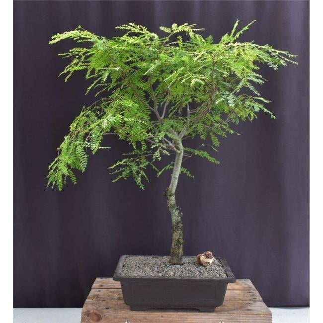 Bonsai Boy of York Flowering Horseflesh Mahogany Bonsai Tree - Lysiloma  Sabicu