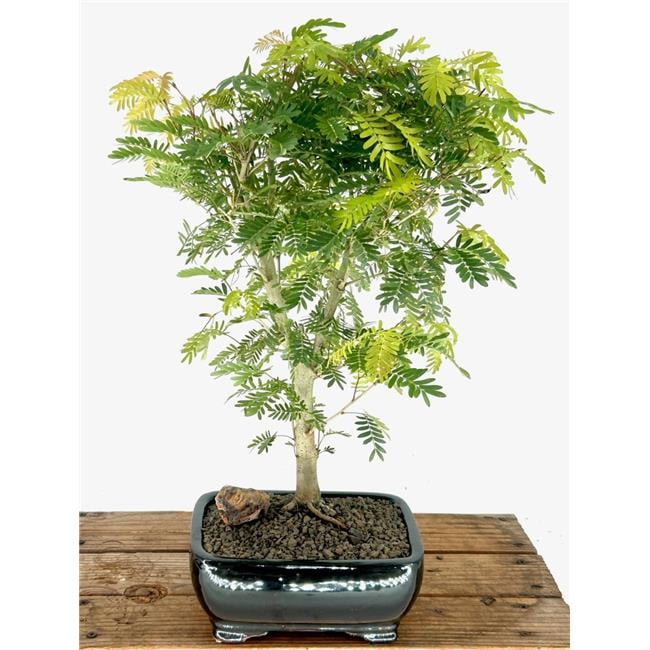 Bonsai Boy of York b2090 Flowering Powder Puff Bonsai Tree - Calliandra  Surinamensis - Pink & White - Walmart.com