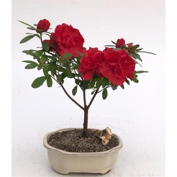 Bonsai Boy of York Flowering Red Azalea Bonsai Tree - Azalea Tiny Dancer