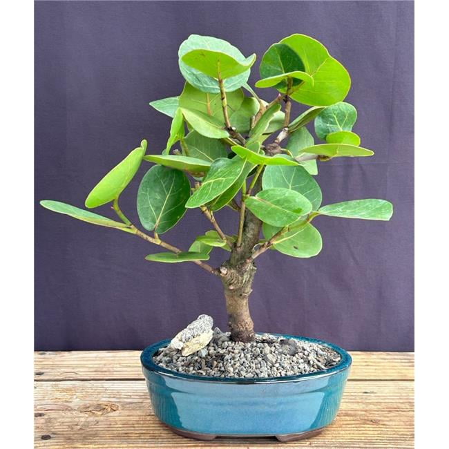 Bonsai Boy of   York e2807 Flowering Sea Grape Bonsai Tree - Coccoloba Uvifera