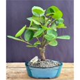 thumbnail image 1 of Bonsai Boy of   York e2807 Flowering Sea Grape Bonsai Tree - Coccoloba Uvifera, 1 of 1