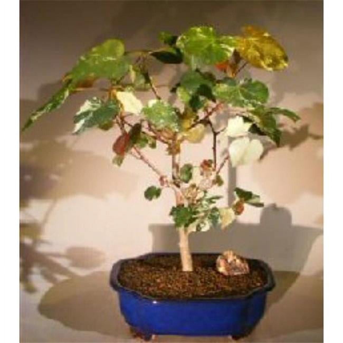 Bonsai Boy of York e3205 Flowering Sea Hibiscus Bonsai Tree - Variegated &  Hibiscus Tiliaceus - Walmart.com