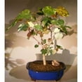 thumbnail image 1 of Bonsai Boy of   York e3205 Flowering Sea Hibiscus Bonsai Tree - Variegated & Hibiscus Tiliaceus, 1 of 1