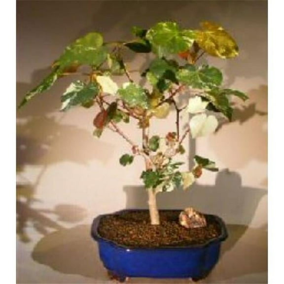 Bonsai Boy of York e3205 Flowering Sea Hibiscus Bonsai Tree - Variegated & Hibiscus Tiliaceus