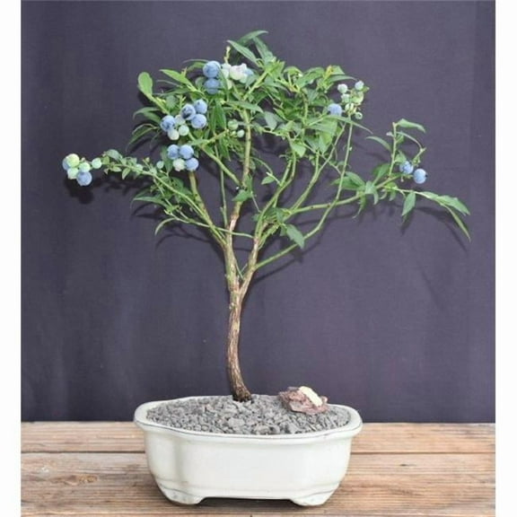 Bonsai Boy of York e1405 Flowering Top Hat Blueberry Bonsai Tree - Vaccinium Corymbosum Angustifolium