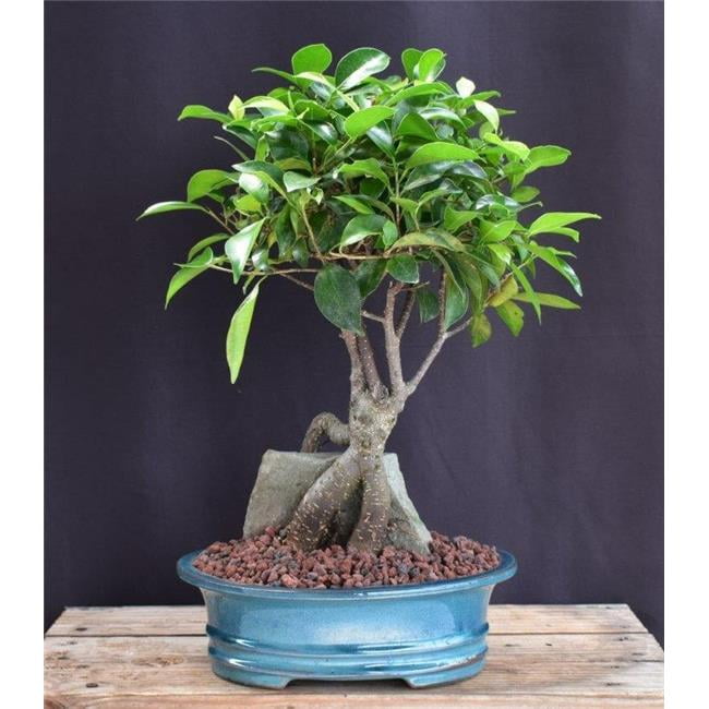 Bonsai Boy of York Ginseng Ficus Bonsai Tree Root Over Rock - Ficus Retusa  - Walmart.com