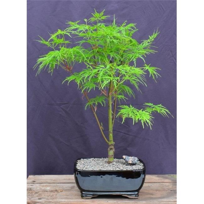 begonia bonsai Begonia Izumo no Kiraboshi Variegated – Curious Plant Killer main image 0