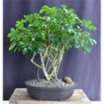 thumbnail image 1 of Bonsai Boy of   York  Hawaiian Umbrella Bonsai Tree Banyan Style - Arboricola Schfflera, 1 of 1