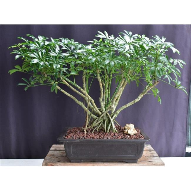 albo philodendron price Philodendron Hederaceum Albo Variegated Heartleaf (wk1-A) main image 0