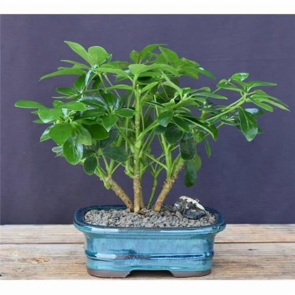 Bonsai Boy of York Hawaiian Umbrella Bonsai Tree - Multi Trunk - 9-10 Inches Tall - Easy Care