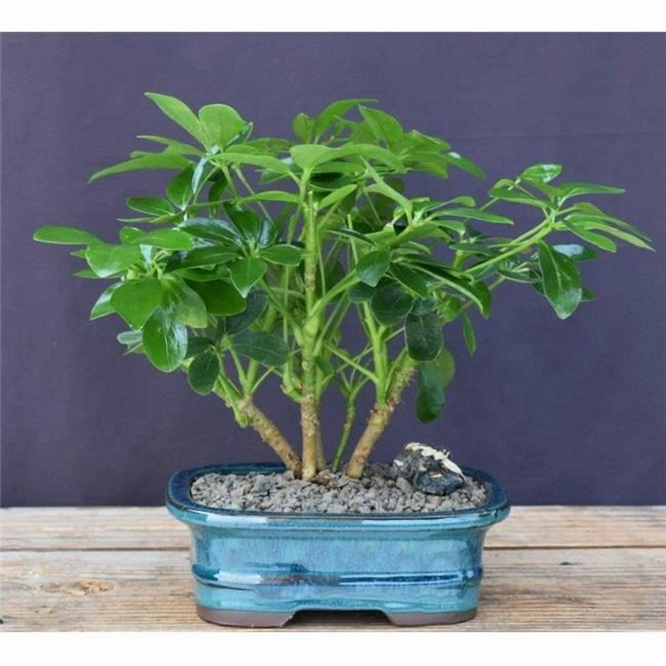 biggest snake plant Mother in Law Plant ‘Sansevieria trifasciata’ Snake Plant main image 1