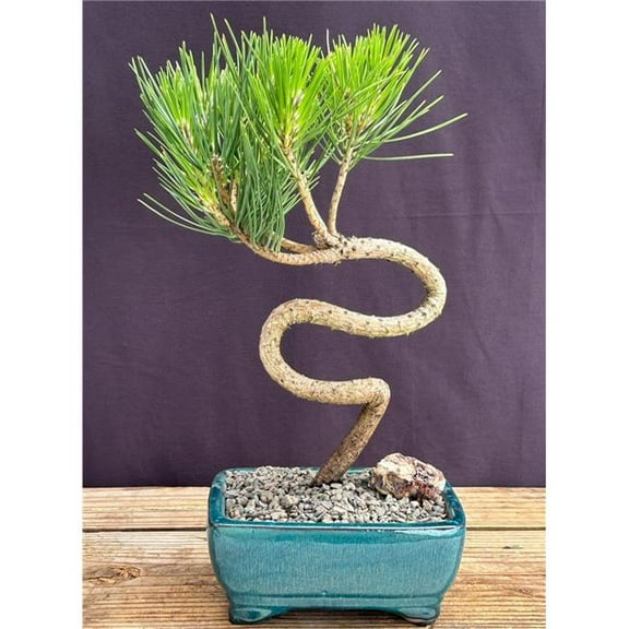 Bonsai Boy of   York c2071 Japanese Black Pine Bonsai Tree - S Shaped Trunk Style - Pinus Thunbergii Thunderhead