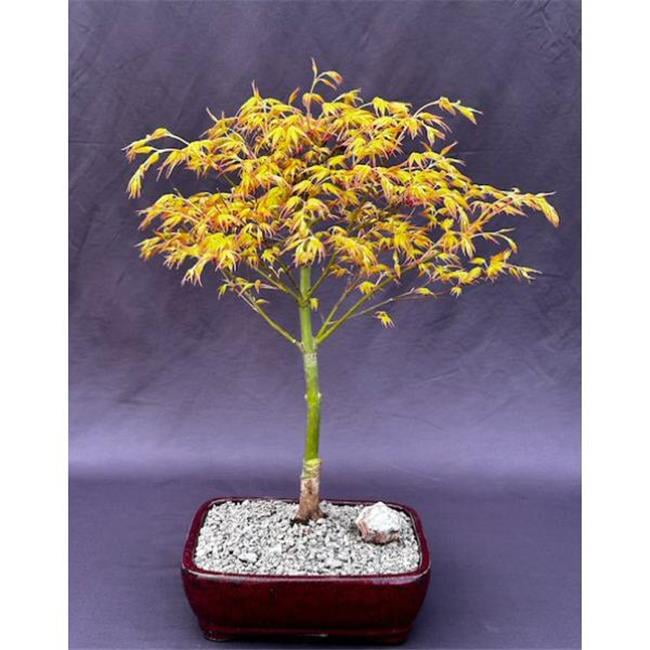Bonsai Boy of York c2055 Japanese Maple Bonsai Tree - Acer Palmatum Katsura  - Walmart.com
