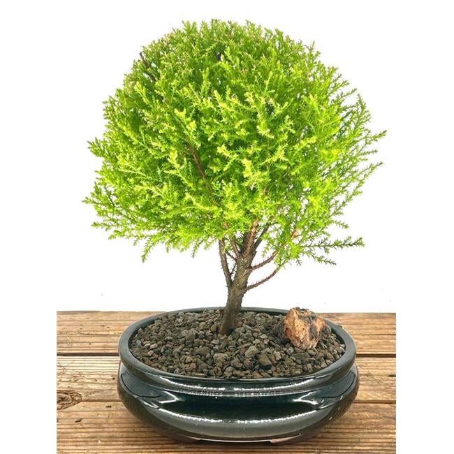 Bonsai Boy Fresh Christmas Trees & Live Evergreens | Walmart - Walmart.com