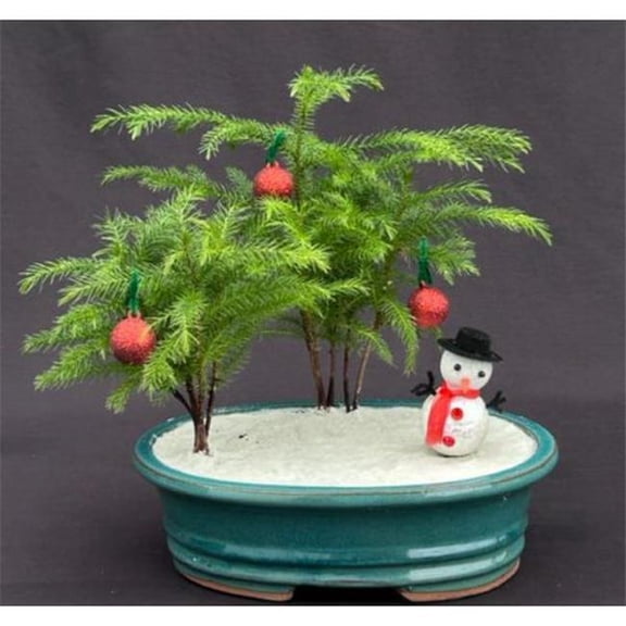 Bonsai Boy of York Norfolk Island Pine Bonsai Tree - Green - 9-10 inches - Indoor Decorated Tree