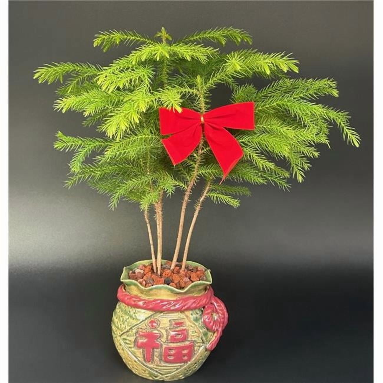 Bonsai Boy of York b2086 Norfolk Island Pine Bonsai Tree with Holiday Pot -  Araucaria Heterophylla - Walmart.com
