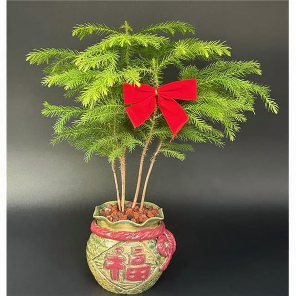 Bonsai Boy of   York b2086 Norfolk Island Pine Bonsai Tree with Holiday Pot - Araucaria Heterophylla