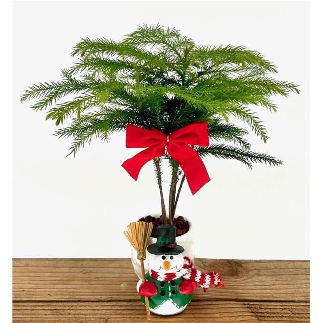 ikea bonsai ginseng Ficus Ginseng: Add Zen to Your Home or Office