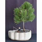 Bonsai Boy of York c2078 Pine Bonsai Tree with Land & Water Pot - Pinus Mugo Valley Cushion